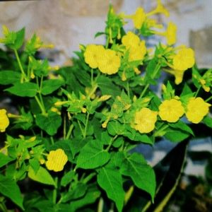 Four O'clock Old Fashioned Flower seeds